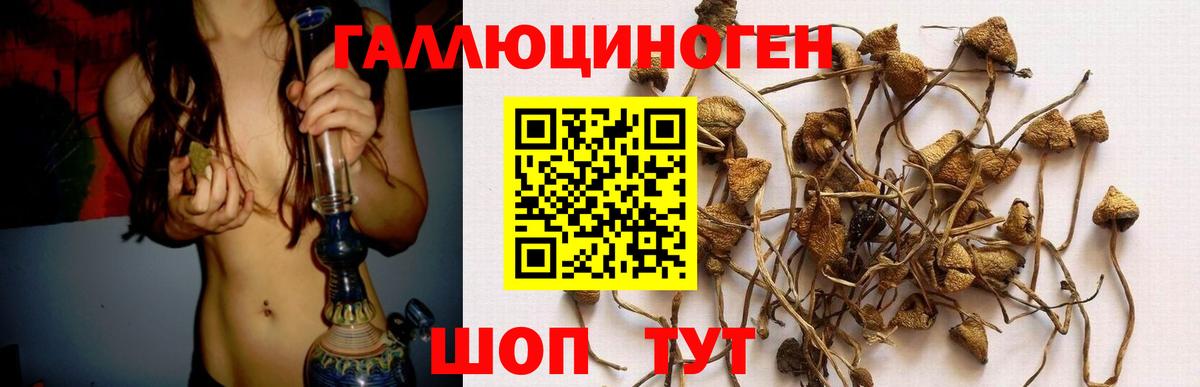 Псилоцибиновые грибы Psilocybine cubensis Шарыпово